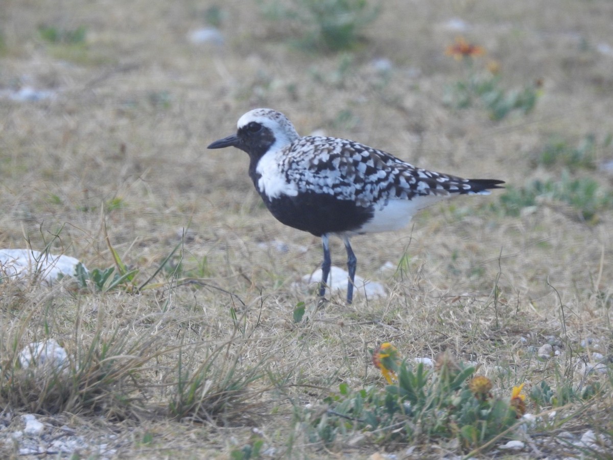 Black-bellied Plover - ML98499671