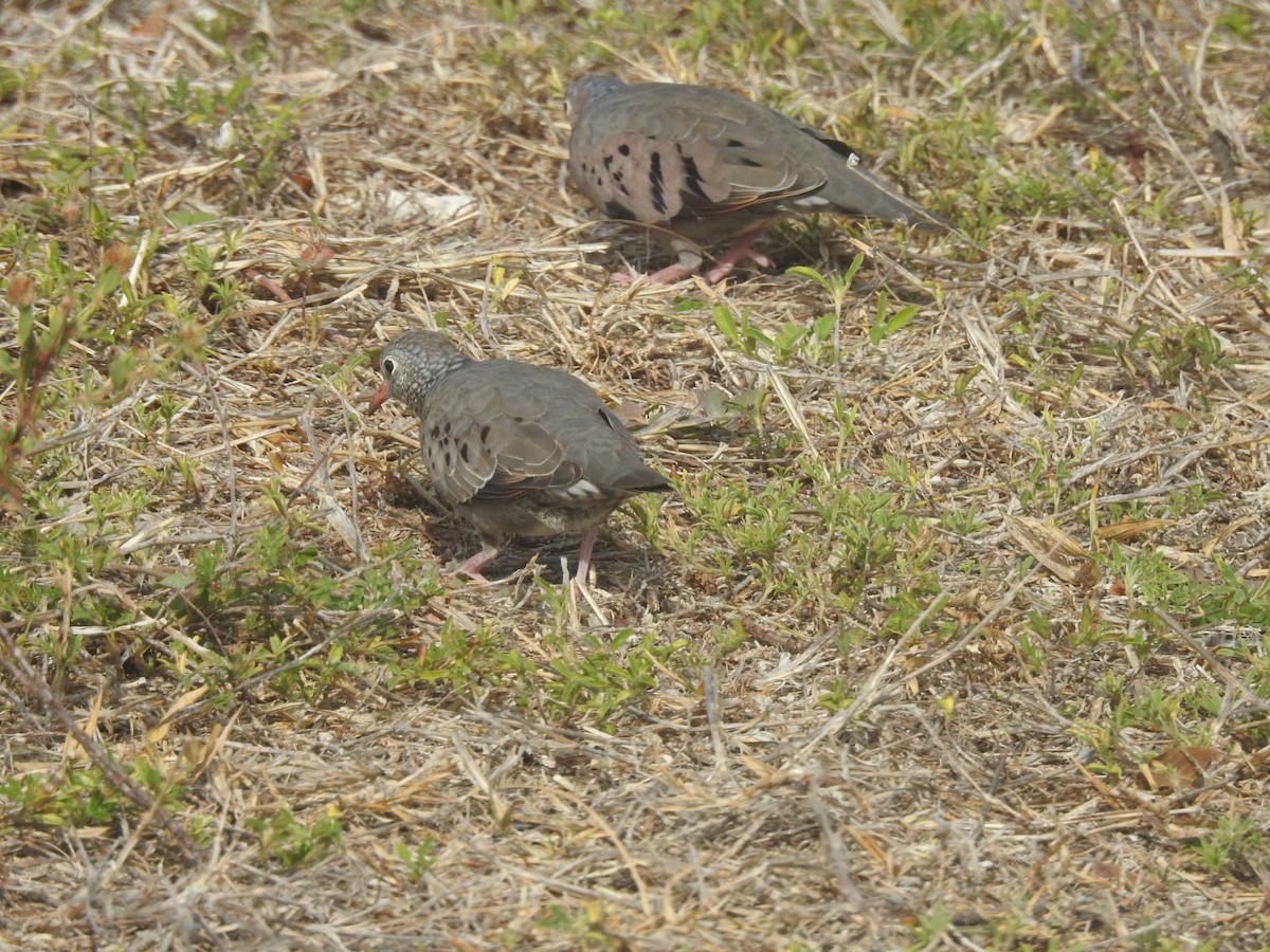 Common Ground Dove - ML98499891