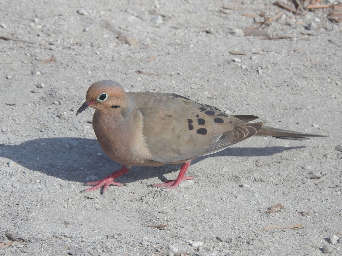 Mourning Dove - ML98499921