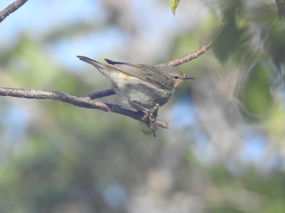 Cape May Warbler - ML98500291