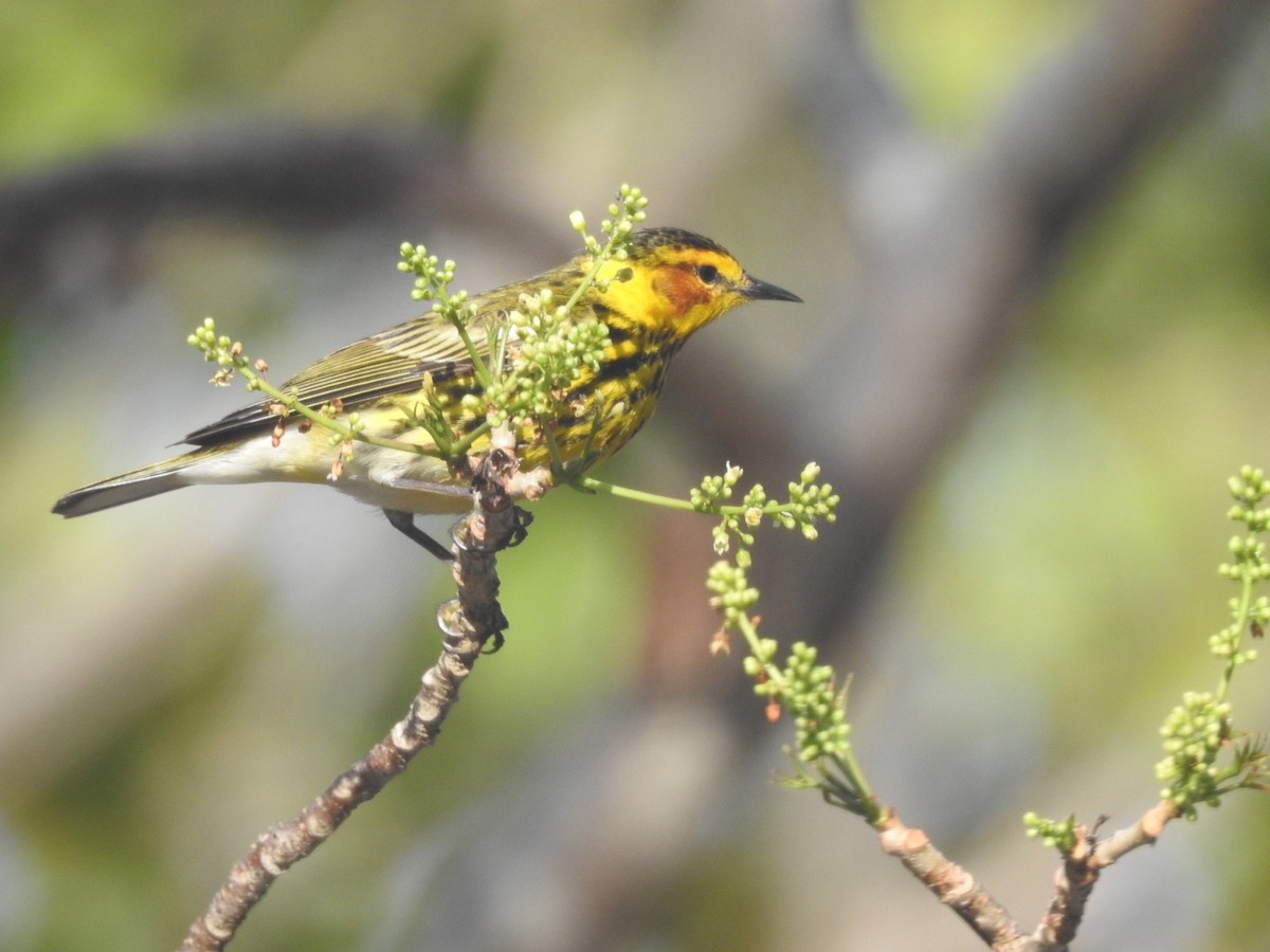 Cape May Warbler - ML98500301