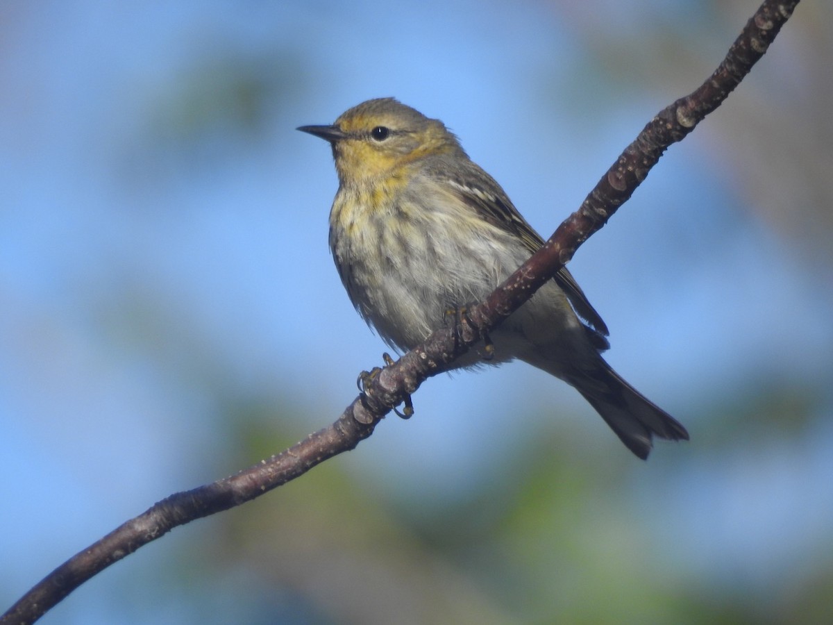 Cape May Warbler - ML98500311