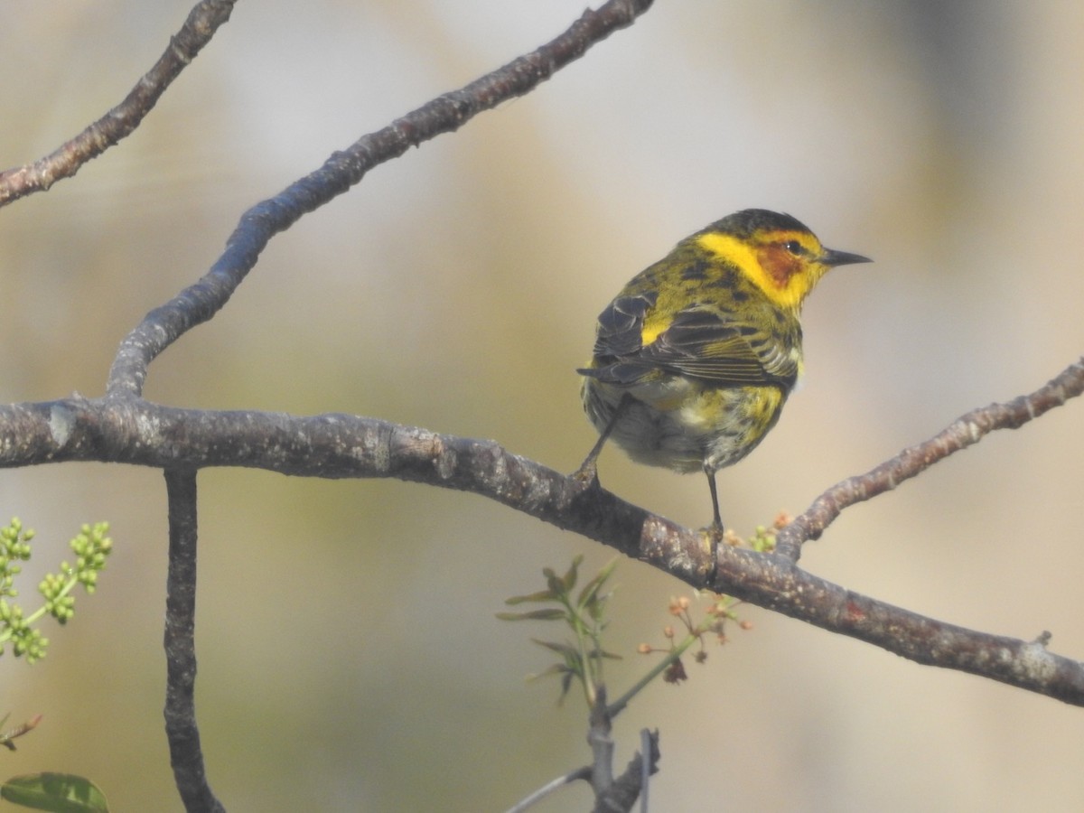 Cape May Warbler - ML98500321