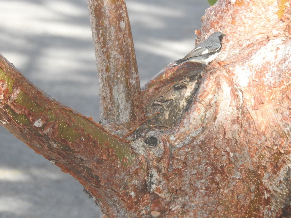 Black-throated Blue Warbler - ML98500531