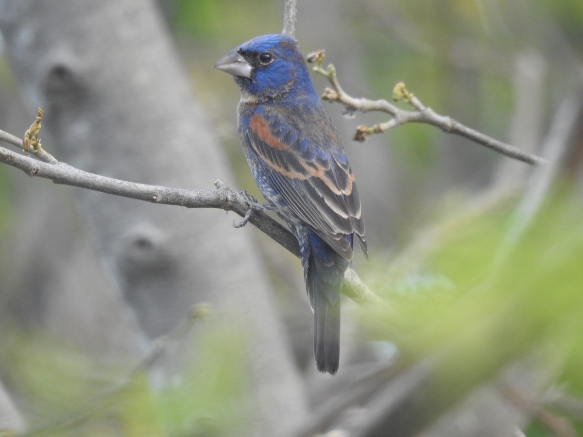 Blue Grosbeak - ML98500751