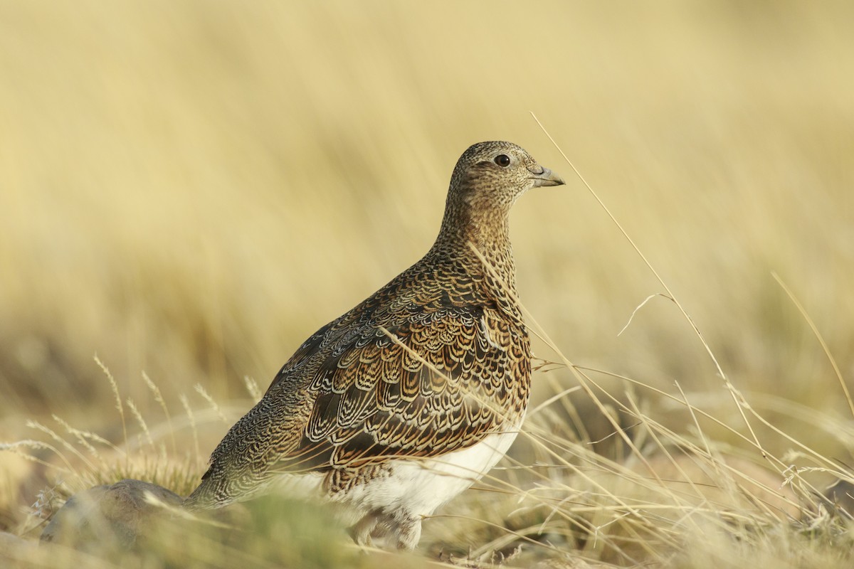 White-bellied Seedsnipe - Emanuel Tiberi