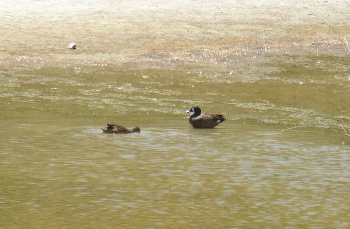 Blue-winged Teal - Terry Rosenmeier