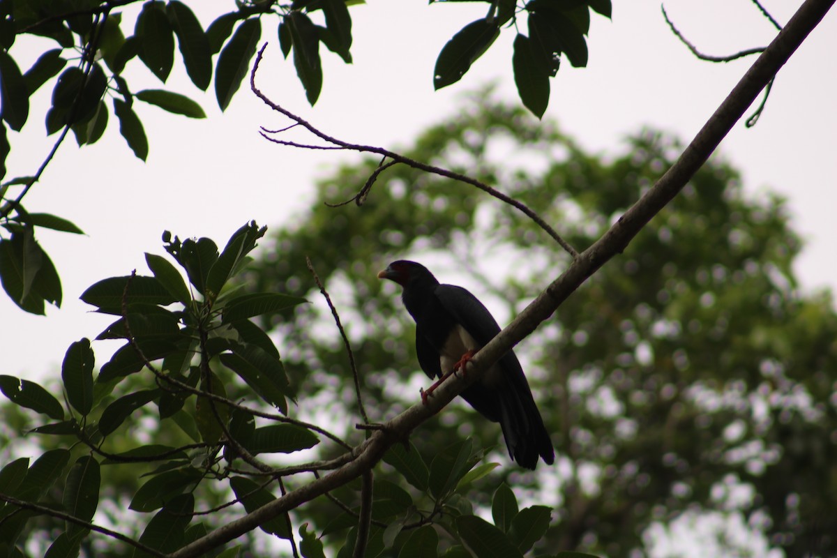 Caracara Gorjirrojo - ML98501981