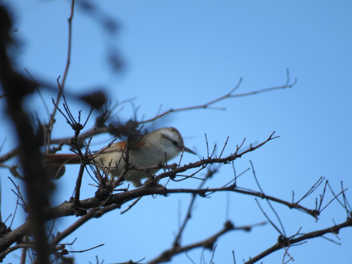 Stripe-crowned Spinetail - ML98502211