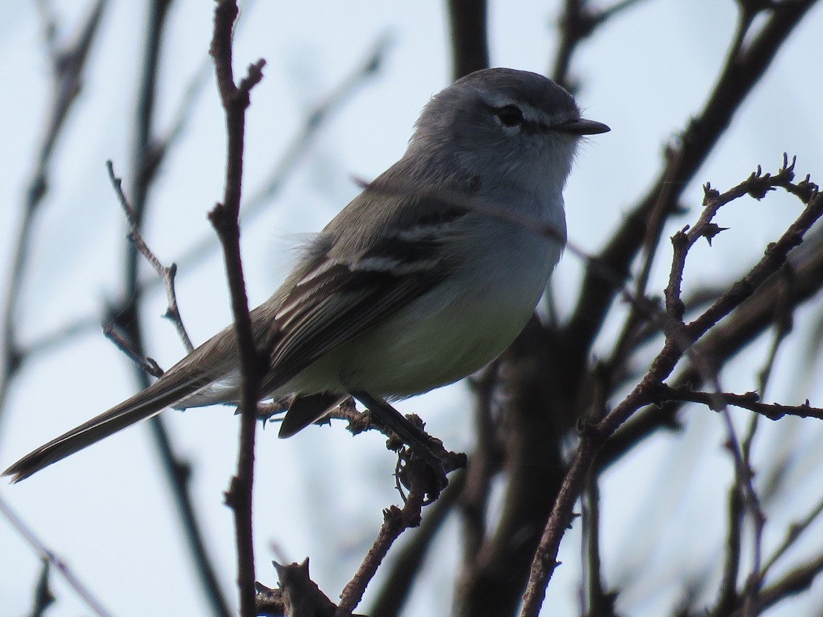 White-crested Tyrannulet (Sulphur-bellied) - ML98502651