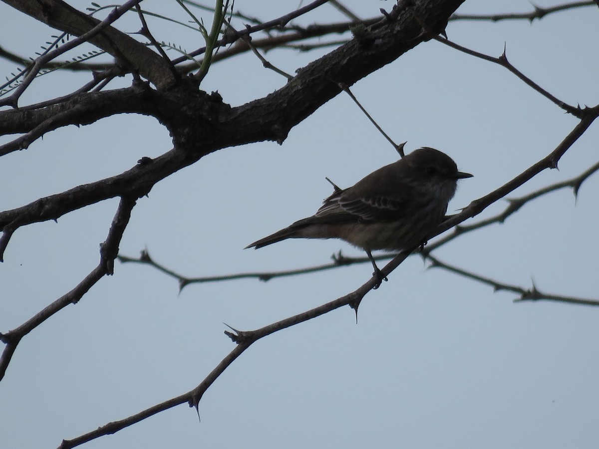 Vermilion Flycatcher - ML98502761