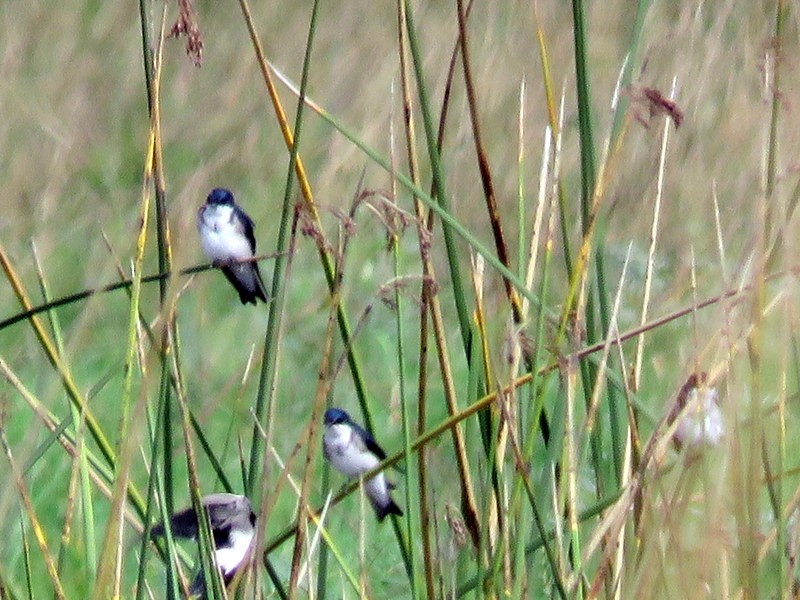 Chilean Swallow - ML98503821