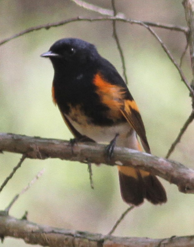 American Redstart - ML98505551