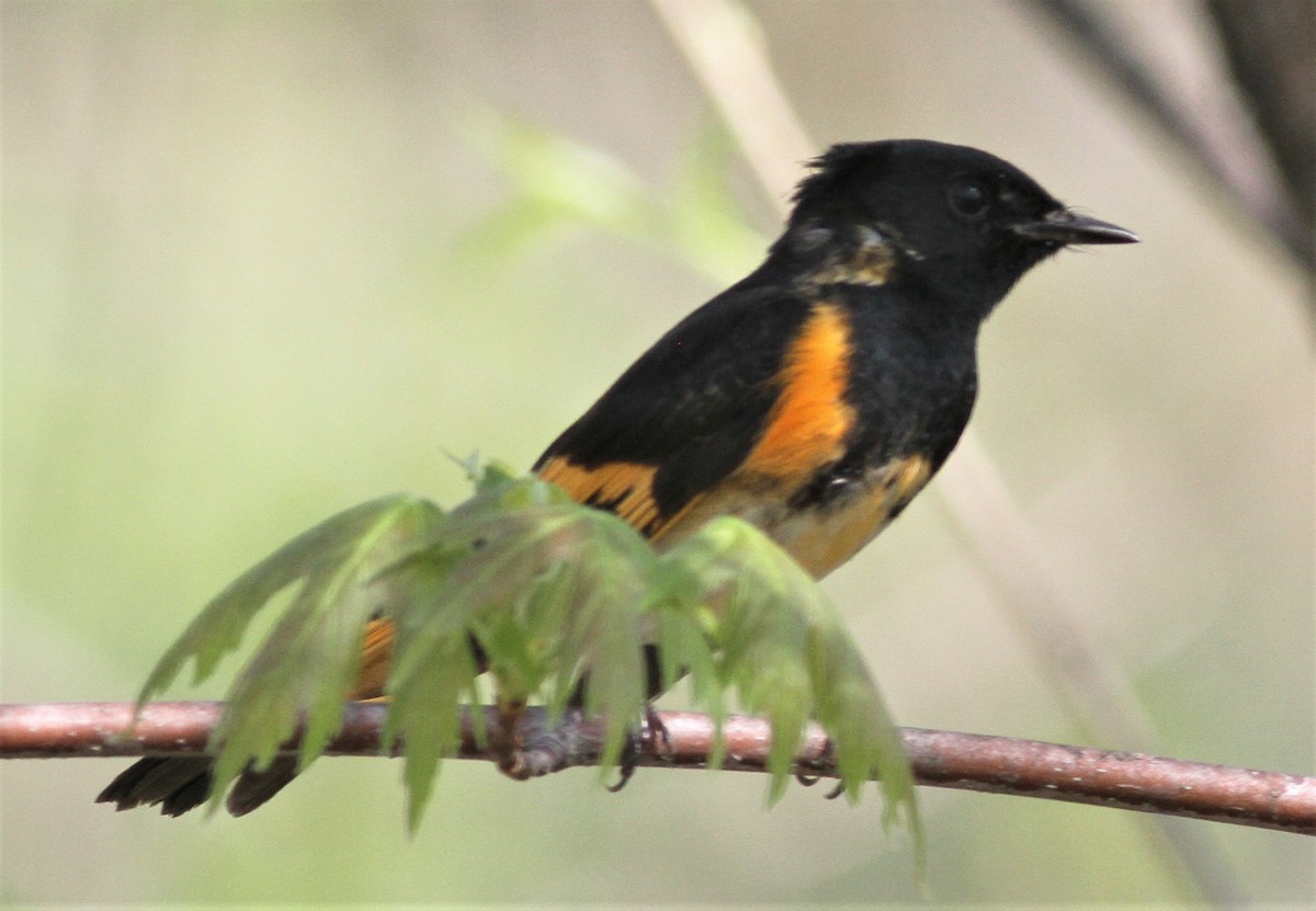 American Redstart - ML98505561
