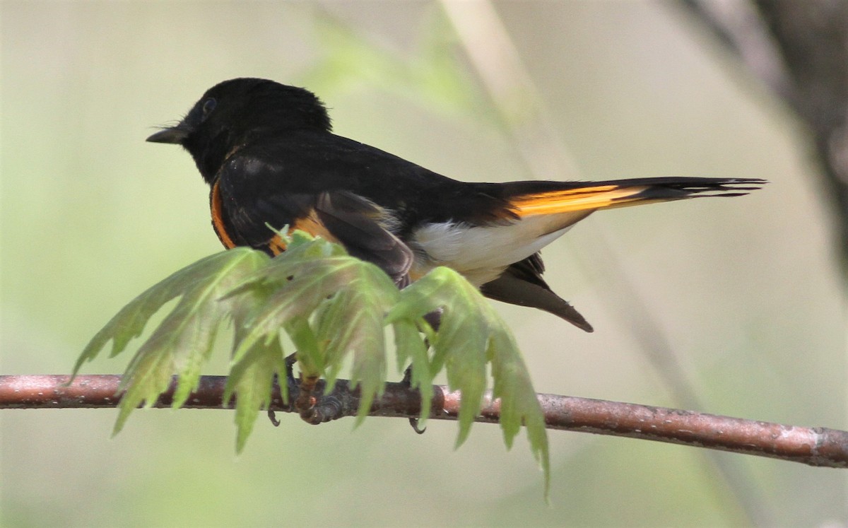 American Redstart - ML98505571
