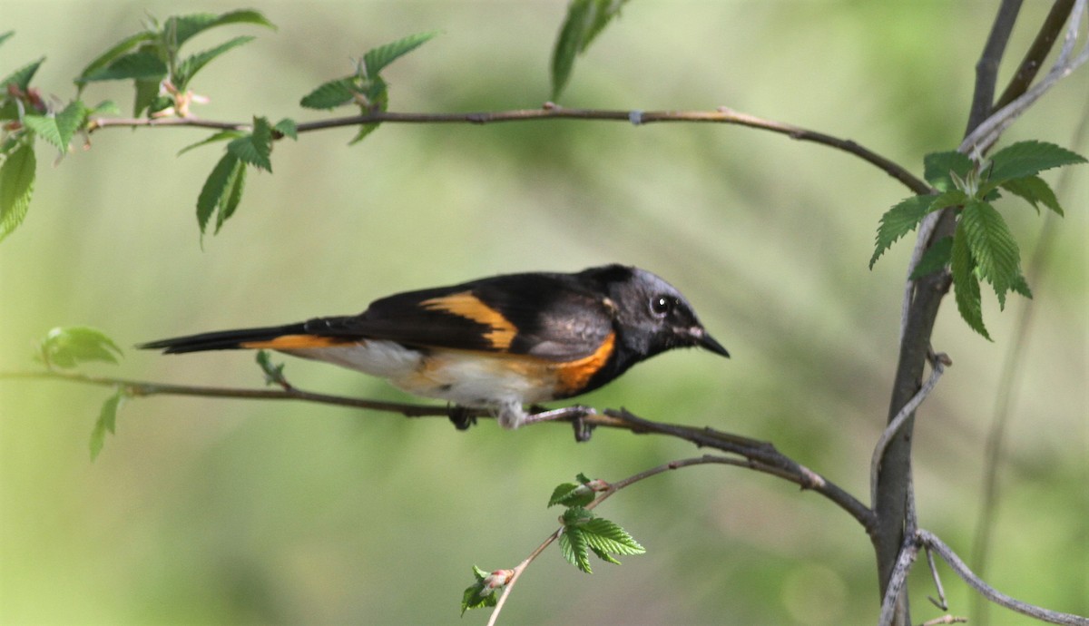 American Redstart - ML98505581