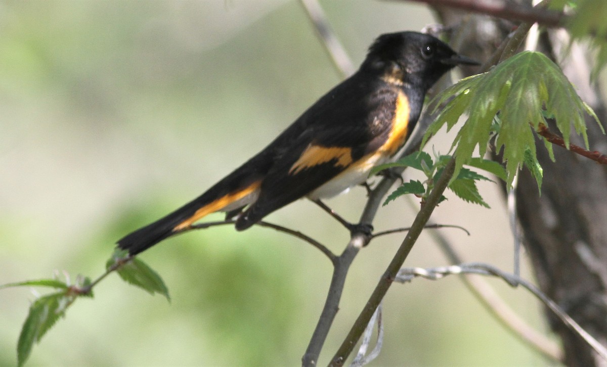 American Redstart - ML98505591