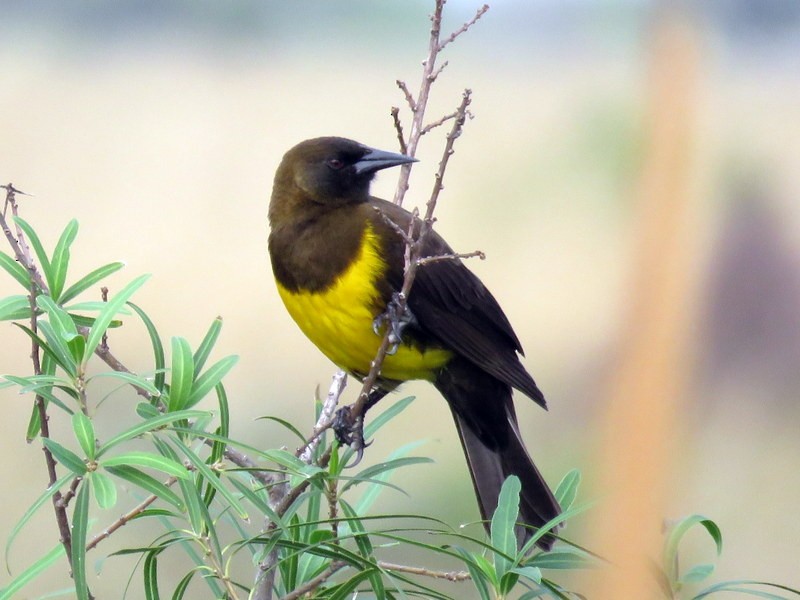 Brown-and-yellow Marshbird - ML98505881