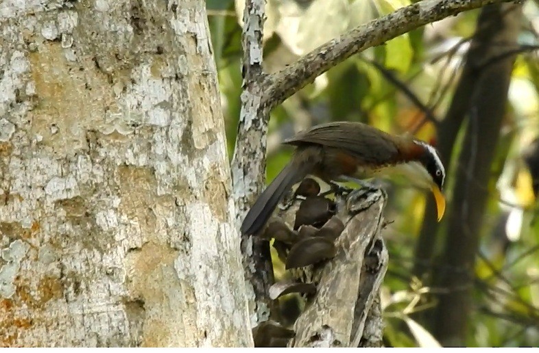 White-browed Scimitar-Babbler - ML98508151