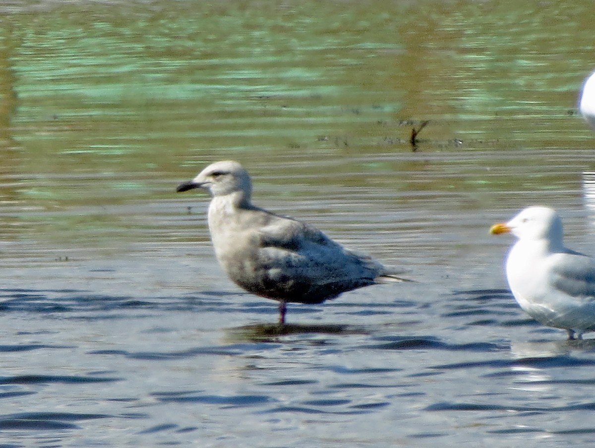 Iceland Gull (Thayer's) - Michael Harrison