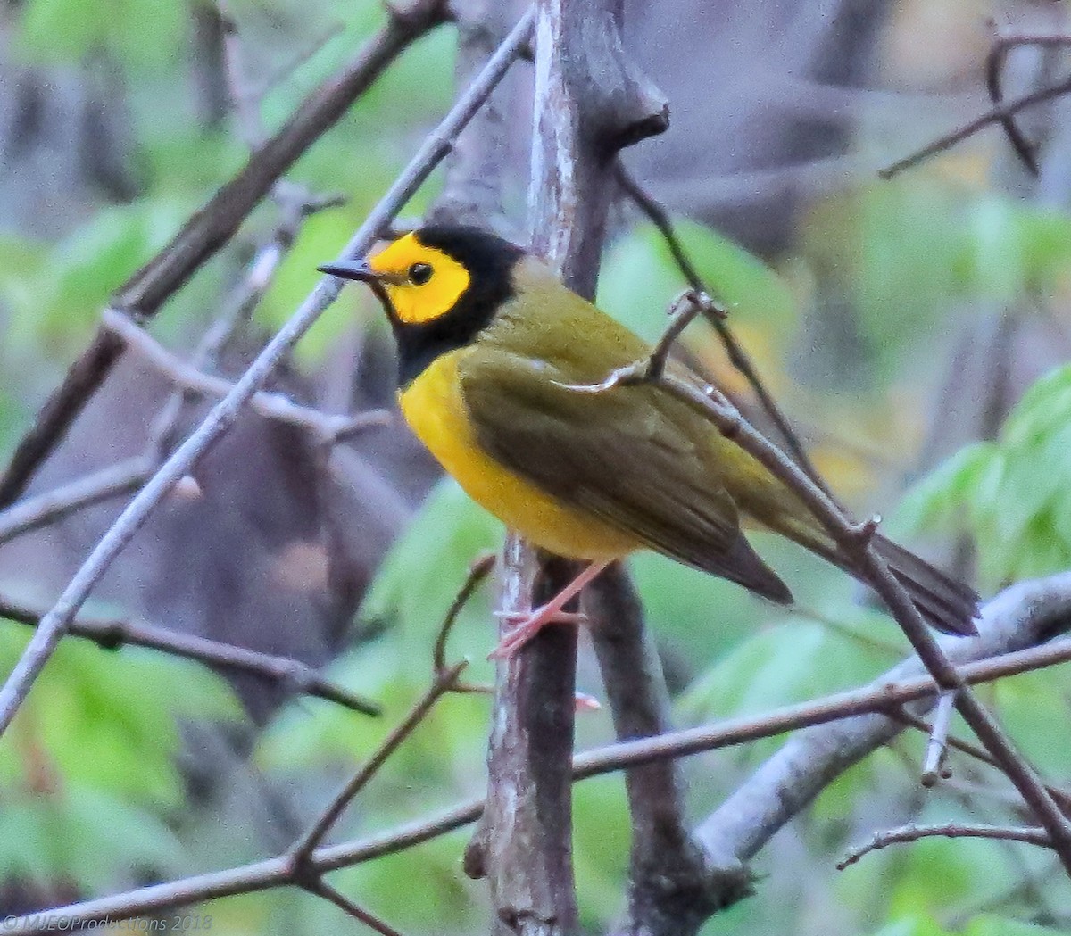 Hooded Warbler - ML98510211