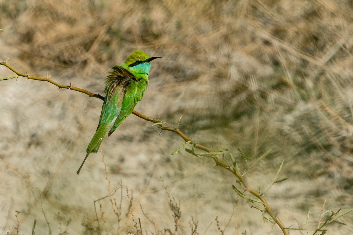 Abejaruco Esmeralda Oriental - ML98511391