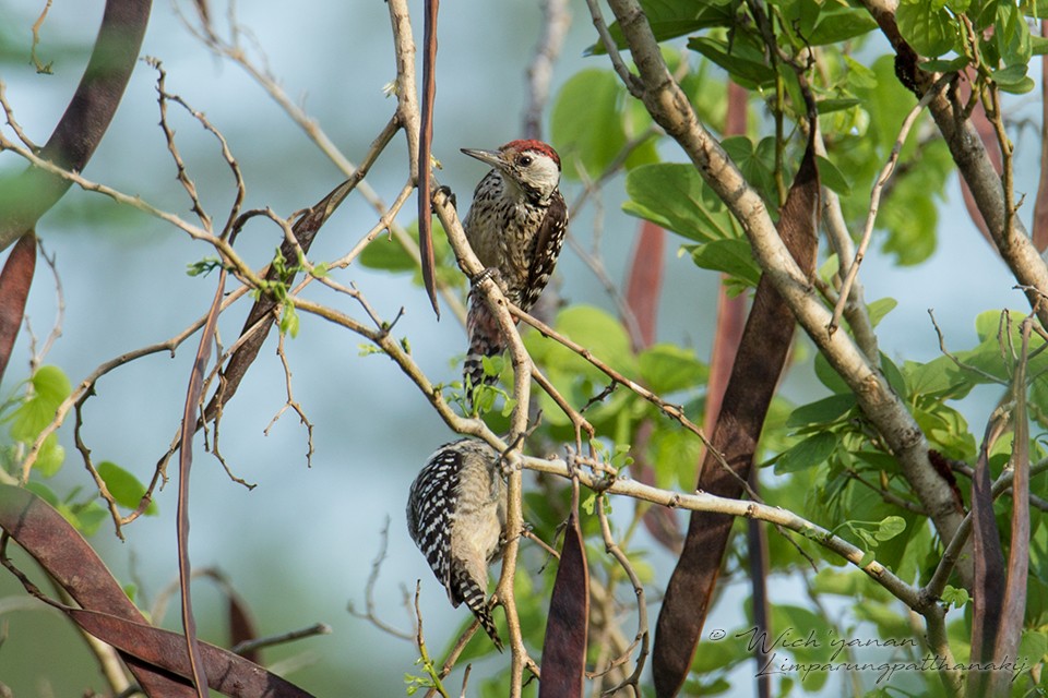 Freckle-breasted Woodpecker - Wich’yanan Limparungpatthanakij