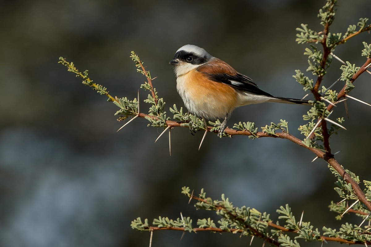 Bay-backed Shrike - ML98511551