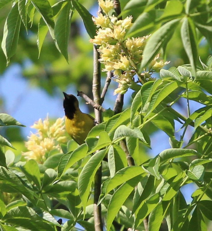 Orchard Oriole - ML98511951