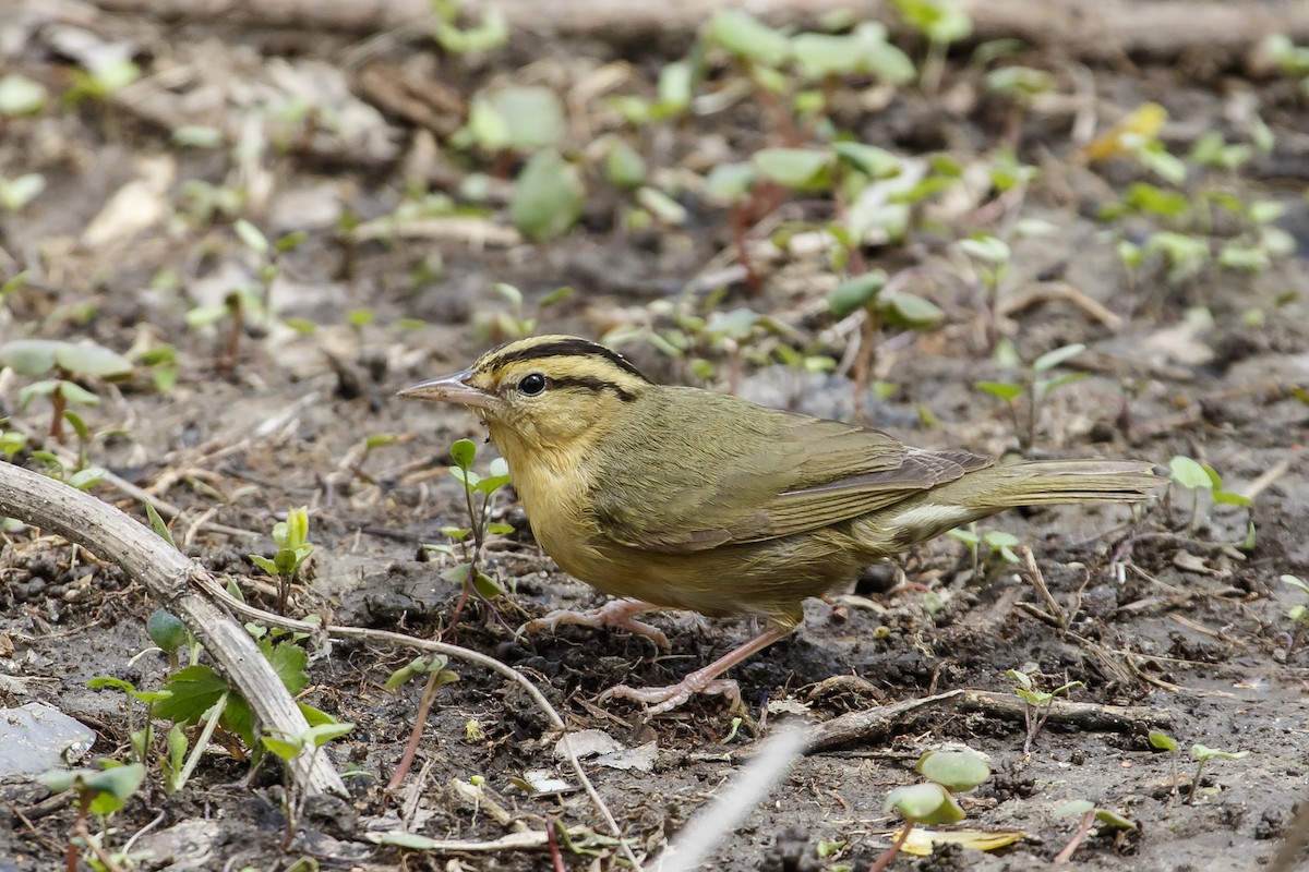 Worm-eating Warbler - ML98512261