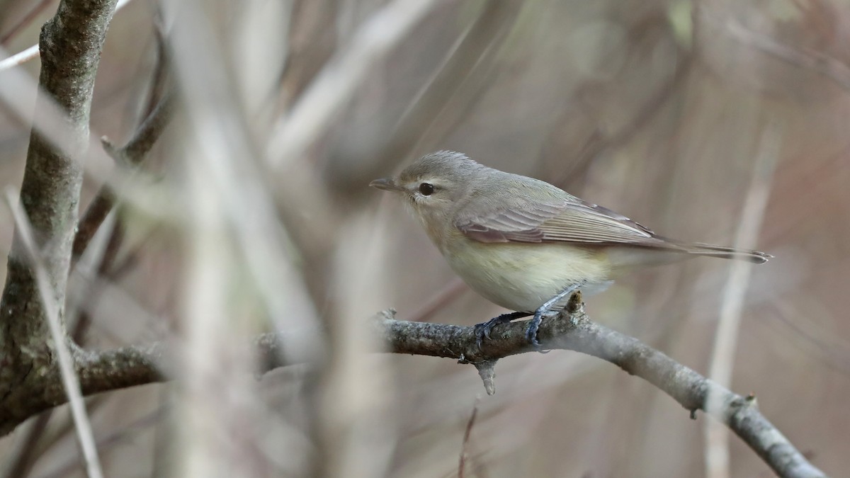 Vireo Gorjeador - ML98513491