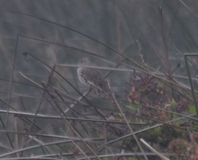 Picui Ground Dove - ML98513721