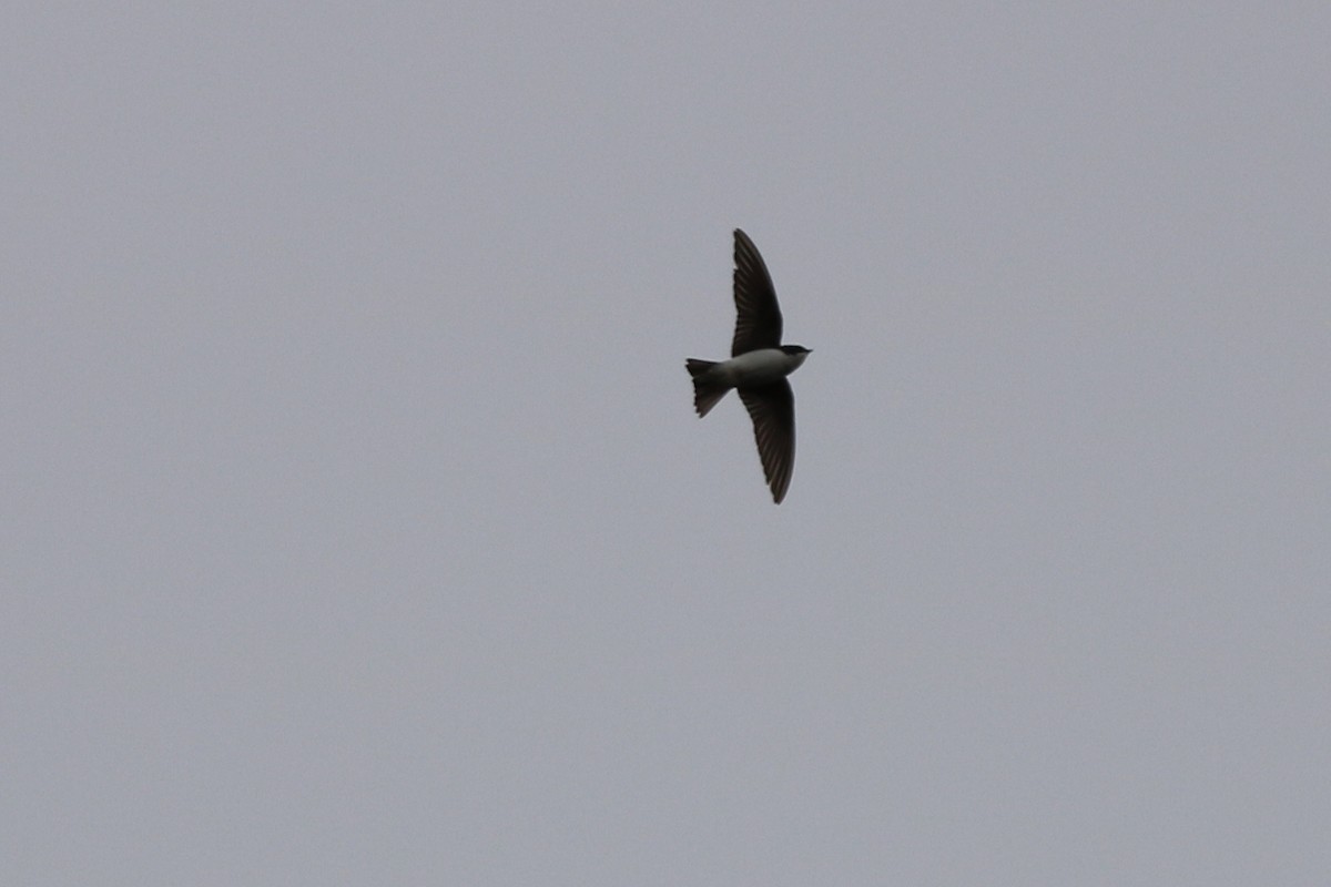 Golondrina Bicolor - ML98514611