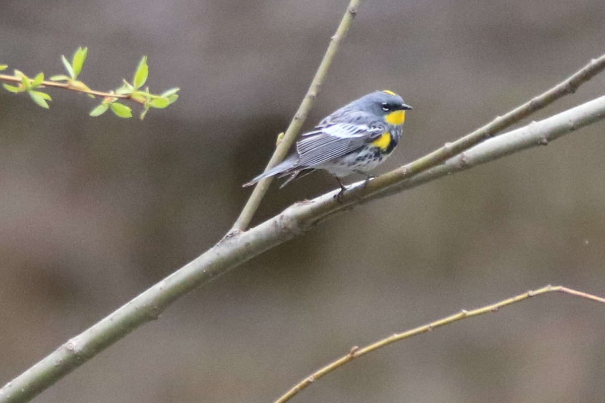 Yellow-rumped Warbler (Audubon's) - ML98514811