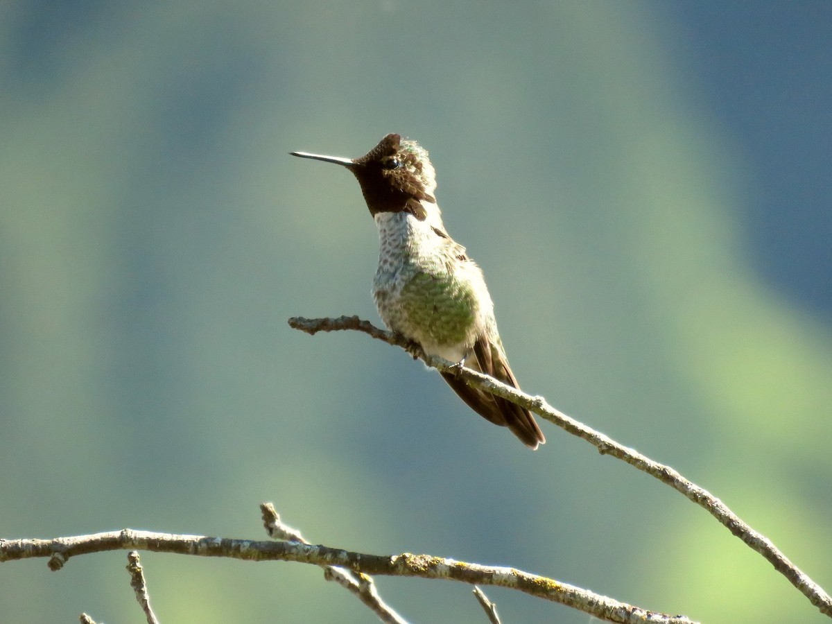 Anna's Hummingbird - ML98517791