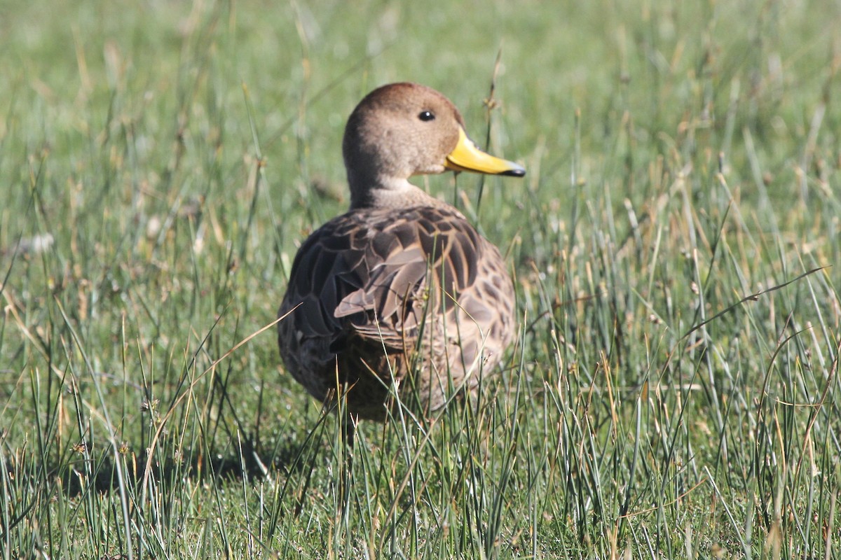 Yellow-billed Pintail - ML98518751