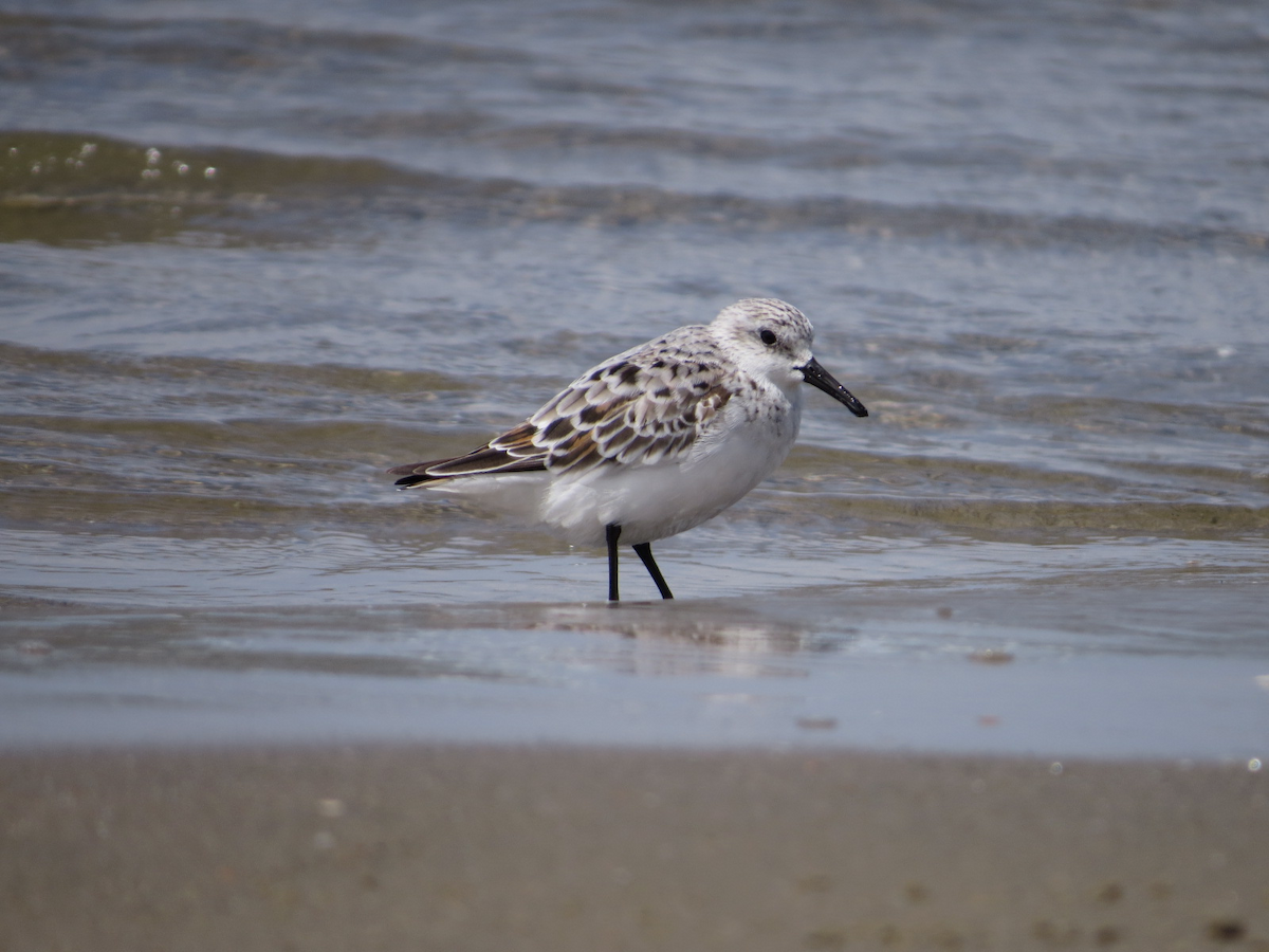 Sanderling - Isaac  Denzer