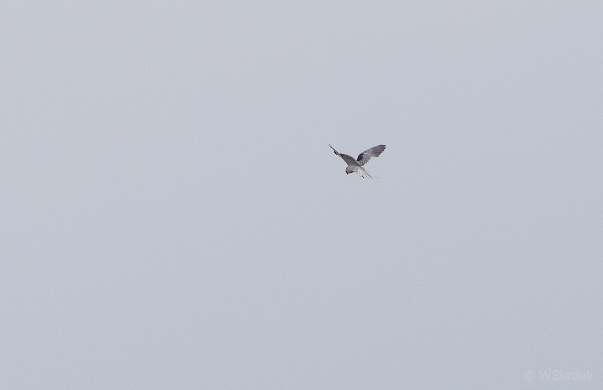 White-tailed Kite - Wayne Sladek