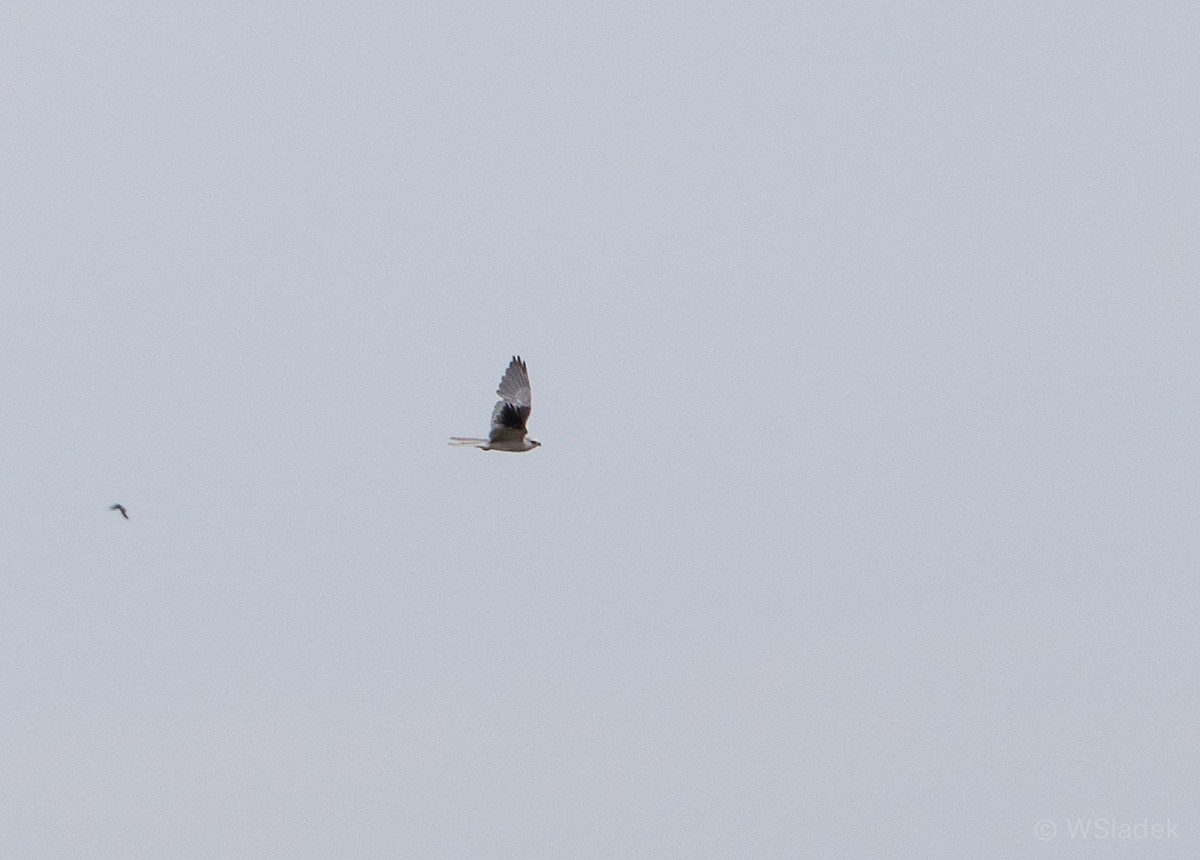 White-tailed Kite - Wayne Sladek