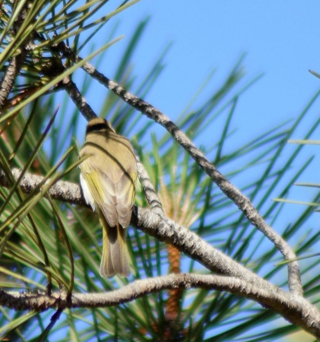 Western Bonelli's Warbler - ML98519861