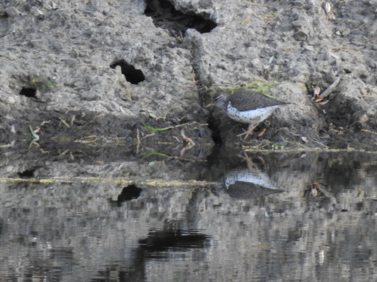 Spotted Sandpiper - steve katsifos