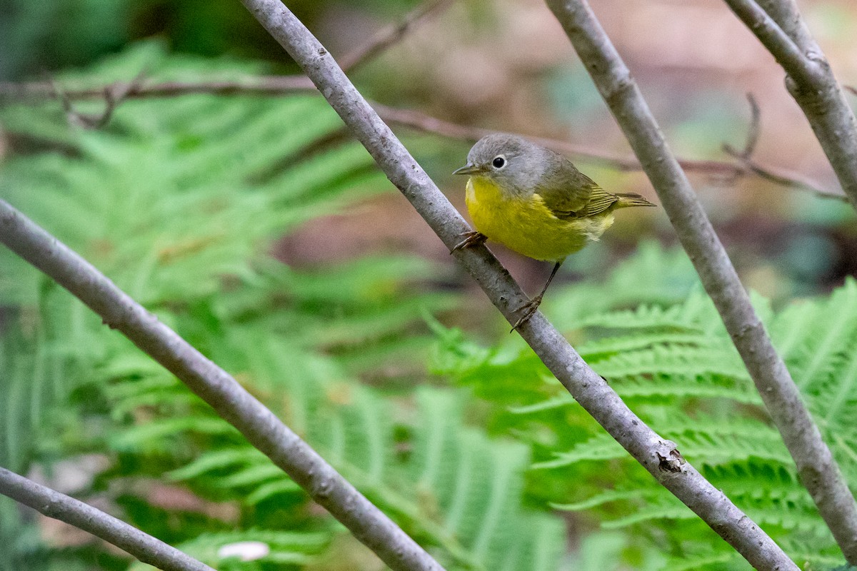 Rubinfleck-Waldsänger - ML98521191