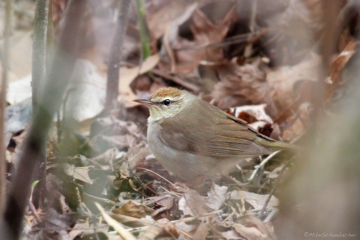 Swainson's Warbler - Mike Schanbacher