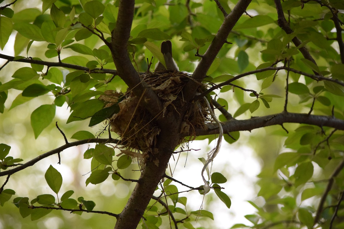 Wood Thrush - ML98523471