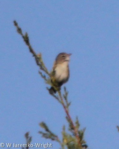 Bell's Vireo - ML98523771