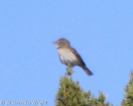 Bell's Vireo - ML98523781