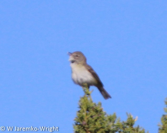 Bell's Vireo - ML98523791