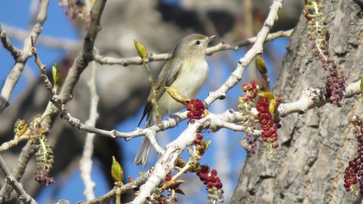 Warbling Vireo - Richard Trinkner