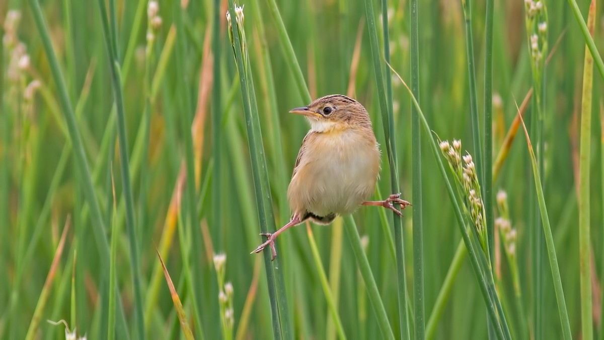 Zitting Cisticola - Sezai Goksu