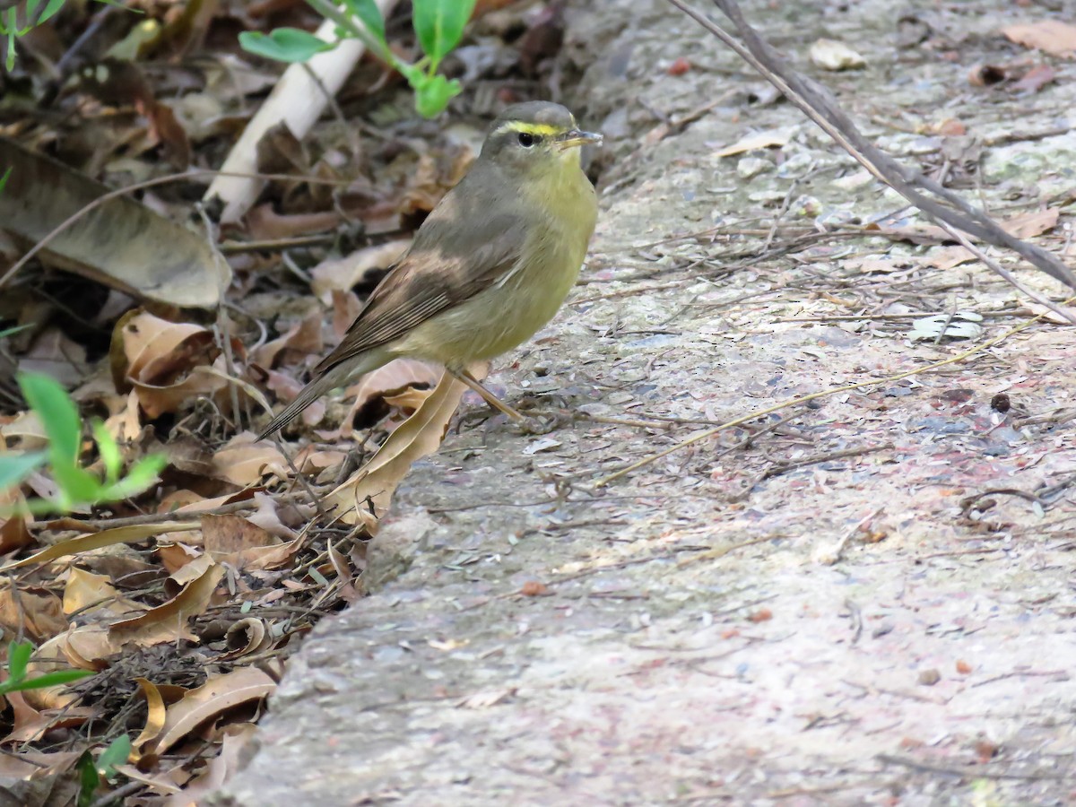 Sulphur-bellied Warbler - ML98527211